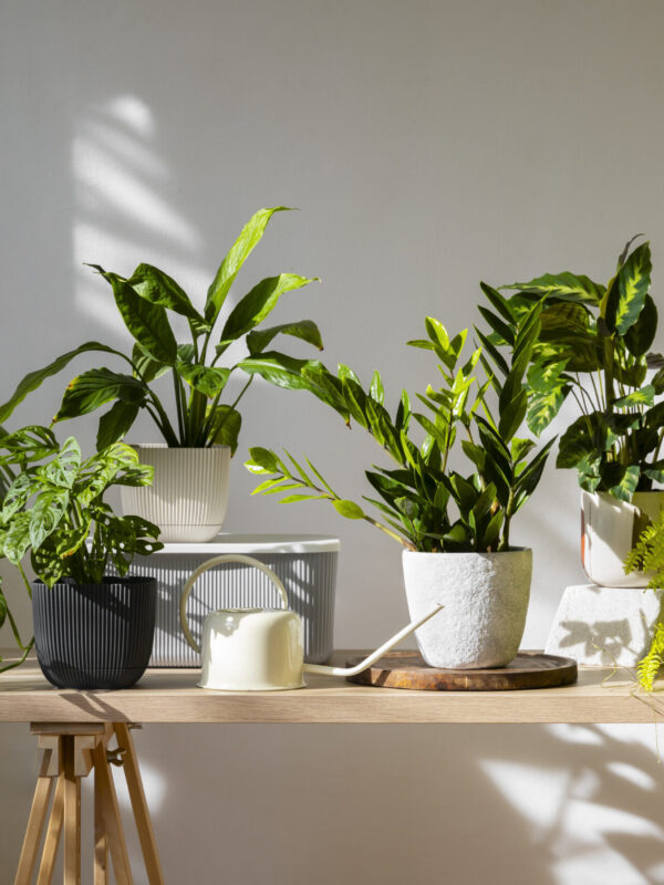 Plantas verdes