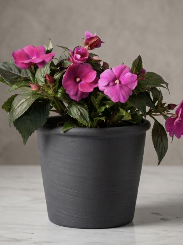 Alegría (Impatiens walleriana)