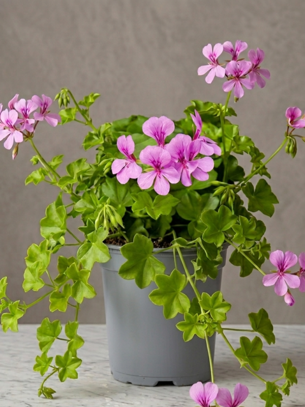 Gitanilla pelargonium peltatum