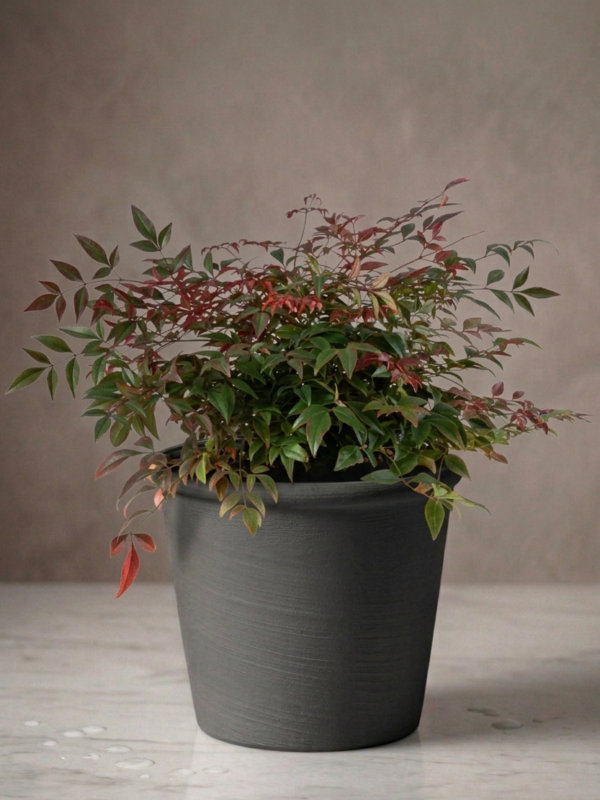 Nandina domestica 'Obsessed Seika'